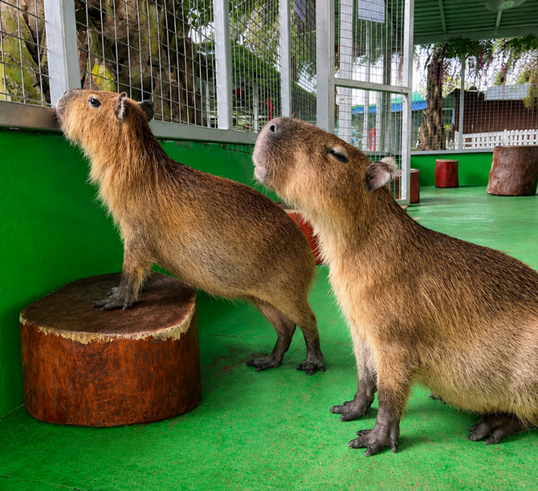 Minizoo1
