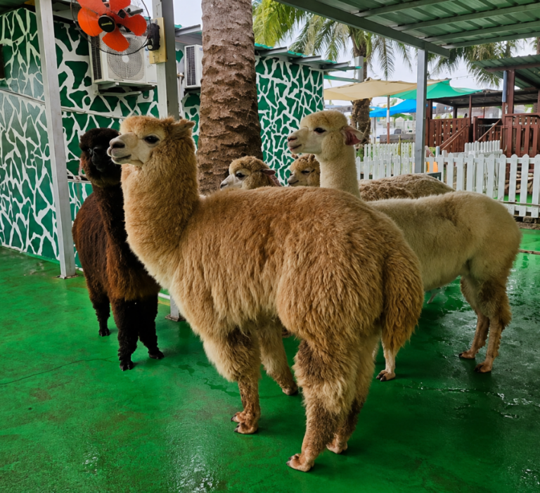 Minizoo3